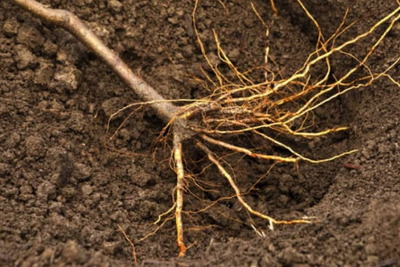 fruit tree rootstock