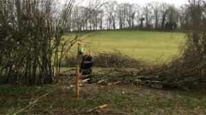 Hedge Laying