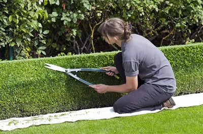 How to Trim a Garden Hedge