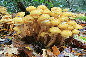 Honey Fungus: The Tree Killer