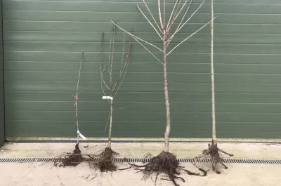 fruit tree sizes and shapes compared