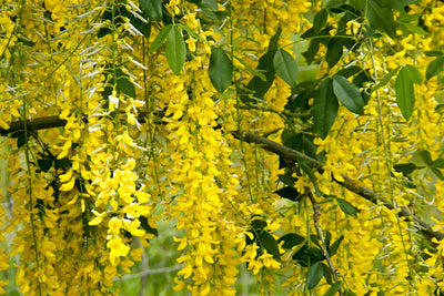 Remember Bareroots in November..