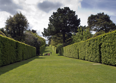 hedges and trees for sale