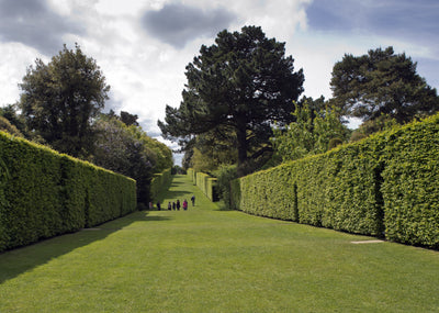 hedges and trees for sale