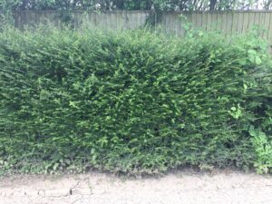 Many Layers of a Shrub Honeysuckle Hedge