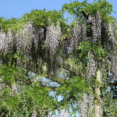 mature wisteria flowering on pergola