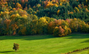 National Tree Week 26th Nov - 5th Dec 2022