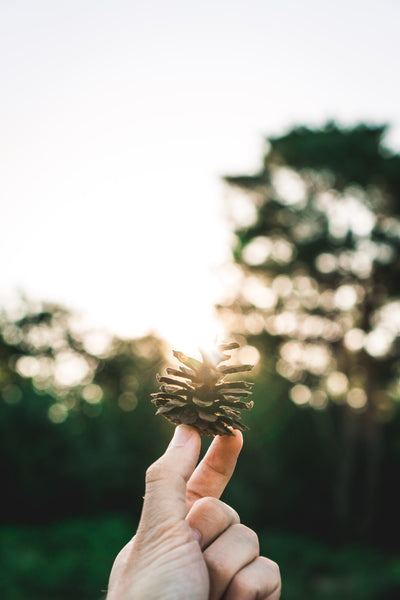 Stop and Smell the Roses