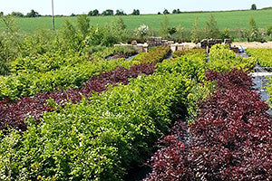 Choosing and planting potted hedging