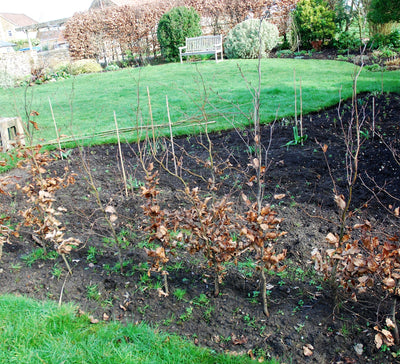 How to choose the right hedge