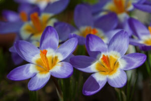 Britain's Favourite Spring Flowering Bulbs
