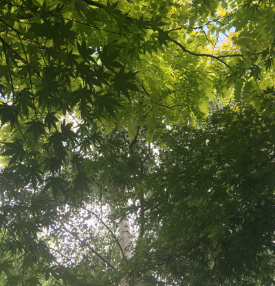 British native tree controversy