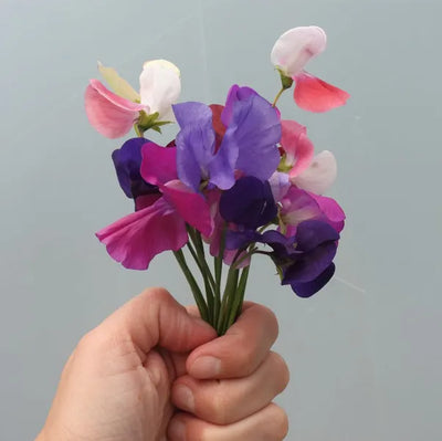 Growing Sweet Peas in Pots: The Complete Guide to Containers, Watering & Care