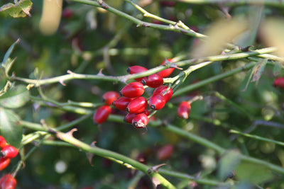 A Thorny Issue - best plants to use in a privacy hedge