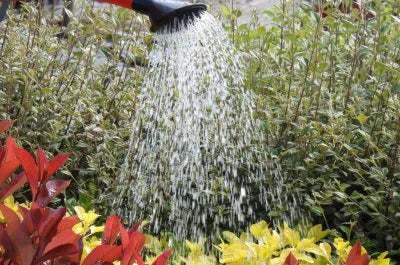 watering new plants