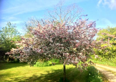 Wild Crabapple Tree