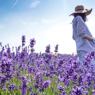 Best Lavender for Hedging