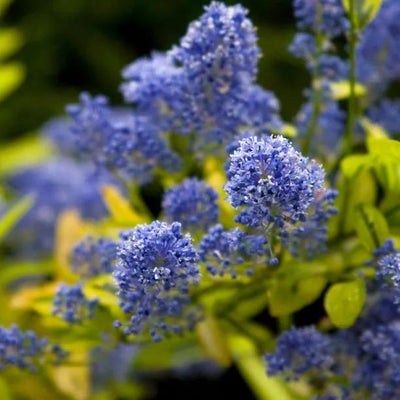 Ceanothus Plants