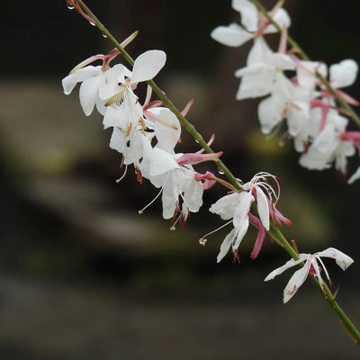 Gaura Plants