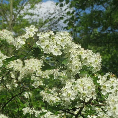 Hedging Plants