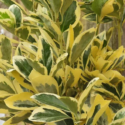 Euonymus Plants