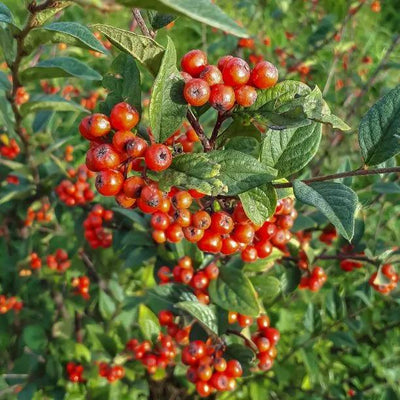 Cotoneaster Hedging