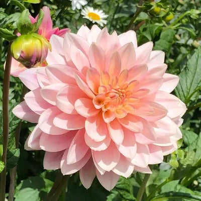 Waterlily Dahlias