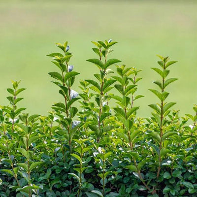 Privet Hedging (Ligustrum)