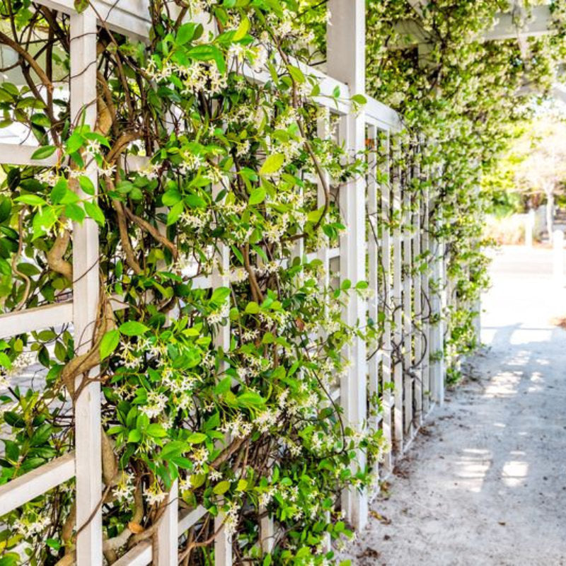 Best Evergreen Plants for Covering Fences