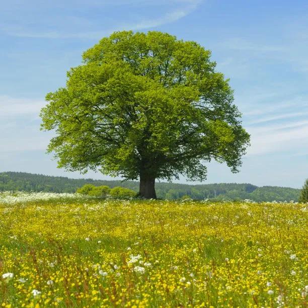 Lime Trees | Buy Tilia Online