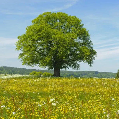 Lime (Tilia)