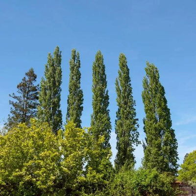 Poplar (Populus)