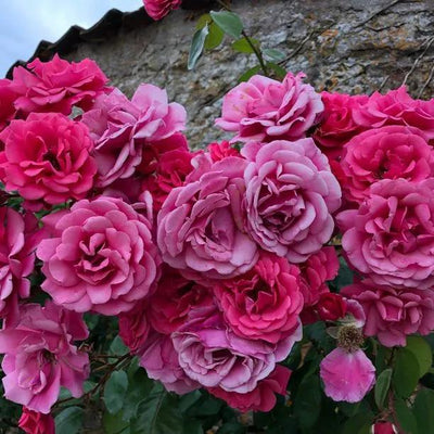 Rose Bushes