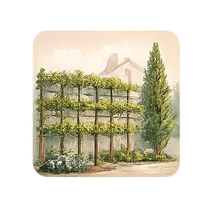 Pleached and trained trees forming a dense green screen for privacy and garden boundaries