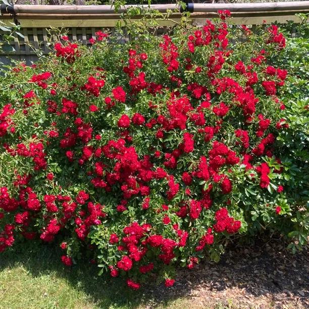 Rambling Roses | Buy Ramblers Online