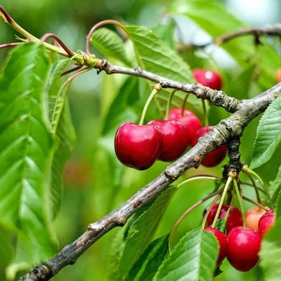 Best Cherries for Gardens