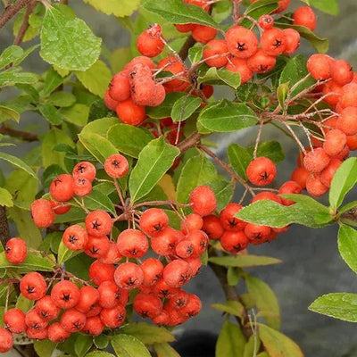 Pyracantha Hedging