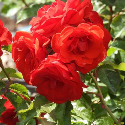 Floribunda Roses