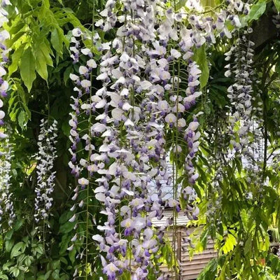 Wisteria