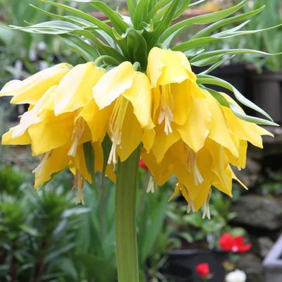 Fritillaria