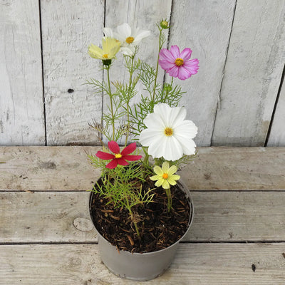 Potted cosmos plant with colourful flowers on a wooden surface