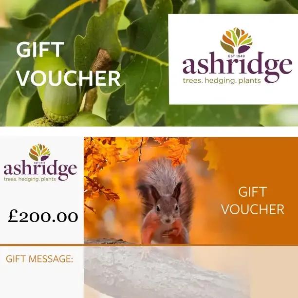 Ashridge Trees £200 gift voucher with autumn squirrel and acorns design for trees hedging and plants