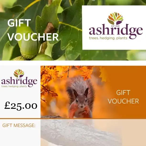 Ashridge Trees £25 gift voucher featuring acorns and squirrel imagery for trees hedging and plants
