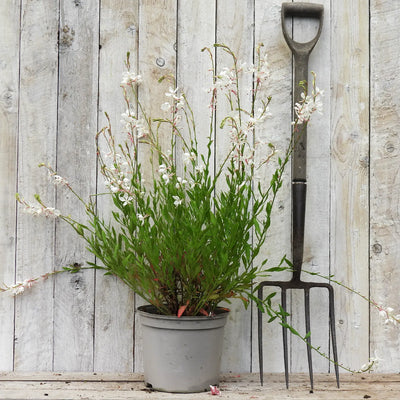 5 litre potted gaura plant - whirling butterflies