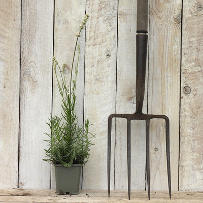 A dark metal garden fork with a long handle stands upright against a whitewashed wooden plank wall, next to a small potted lavender plant in a gray pot.