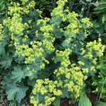 Close up of Alchemilla mollis Ladies Mantle Flowers