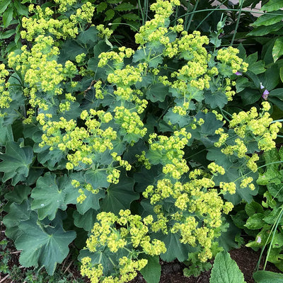 Close up of Alchemilla mollis Ladies Mantle Flowers