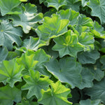 Close up of Alchemilla mollis ladies mantle leaves