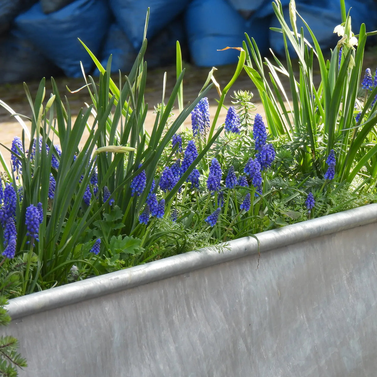 Armenian Grape Hyacinth Flowers in a Trough