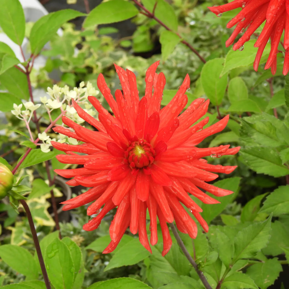 A bright red dahlia flower with long, narrow petals blooming amidst green foliage.
